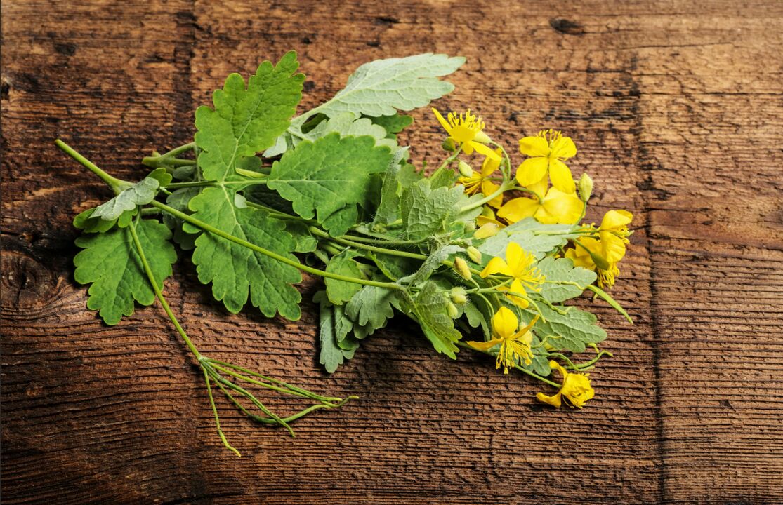 Celandine - medicinal herb against toenail fungus